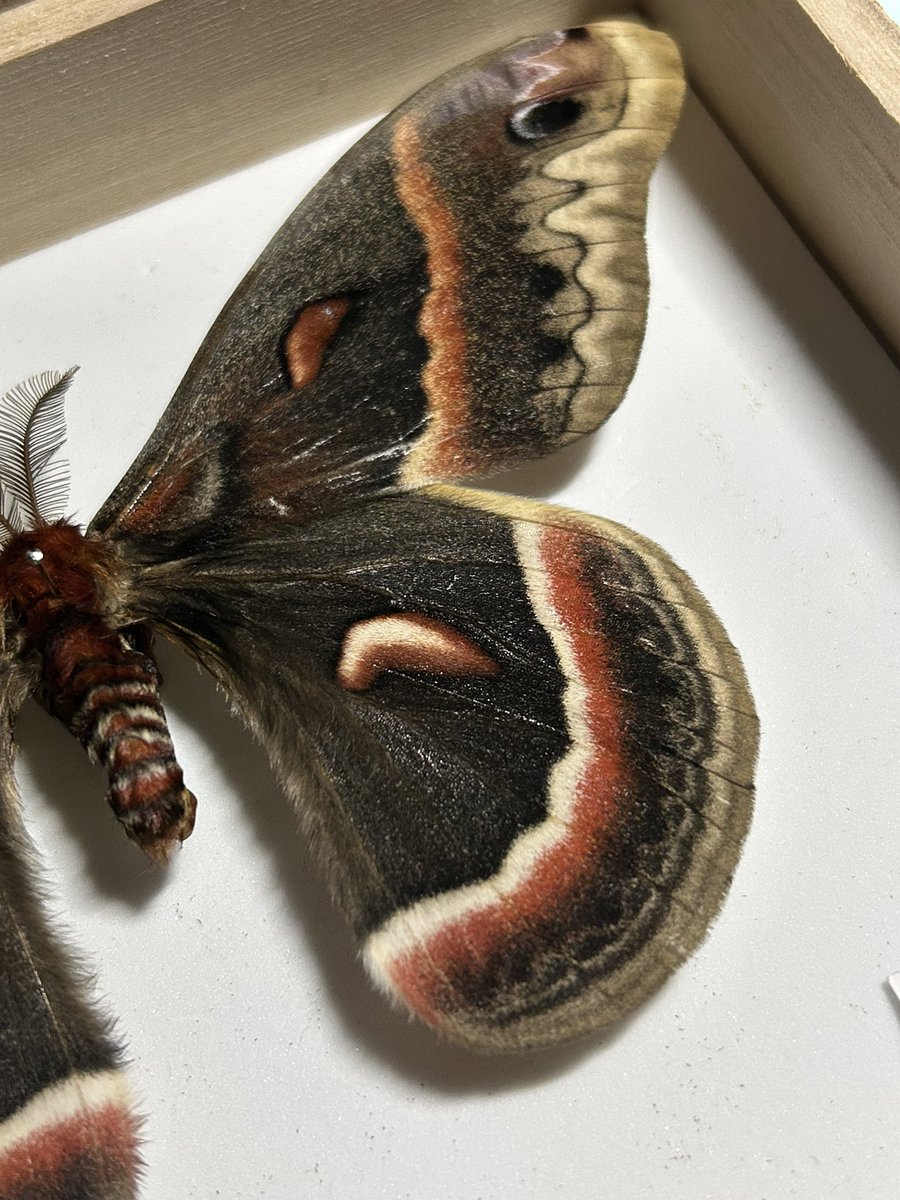 セクロピアサン、思っていたより大きい…！ 良い蛾です✨