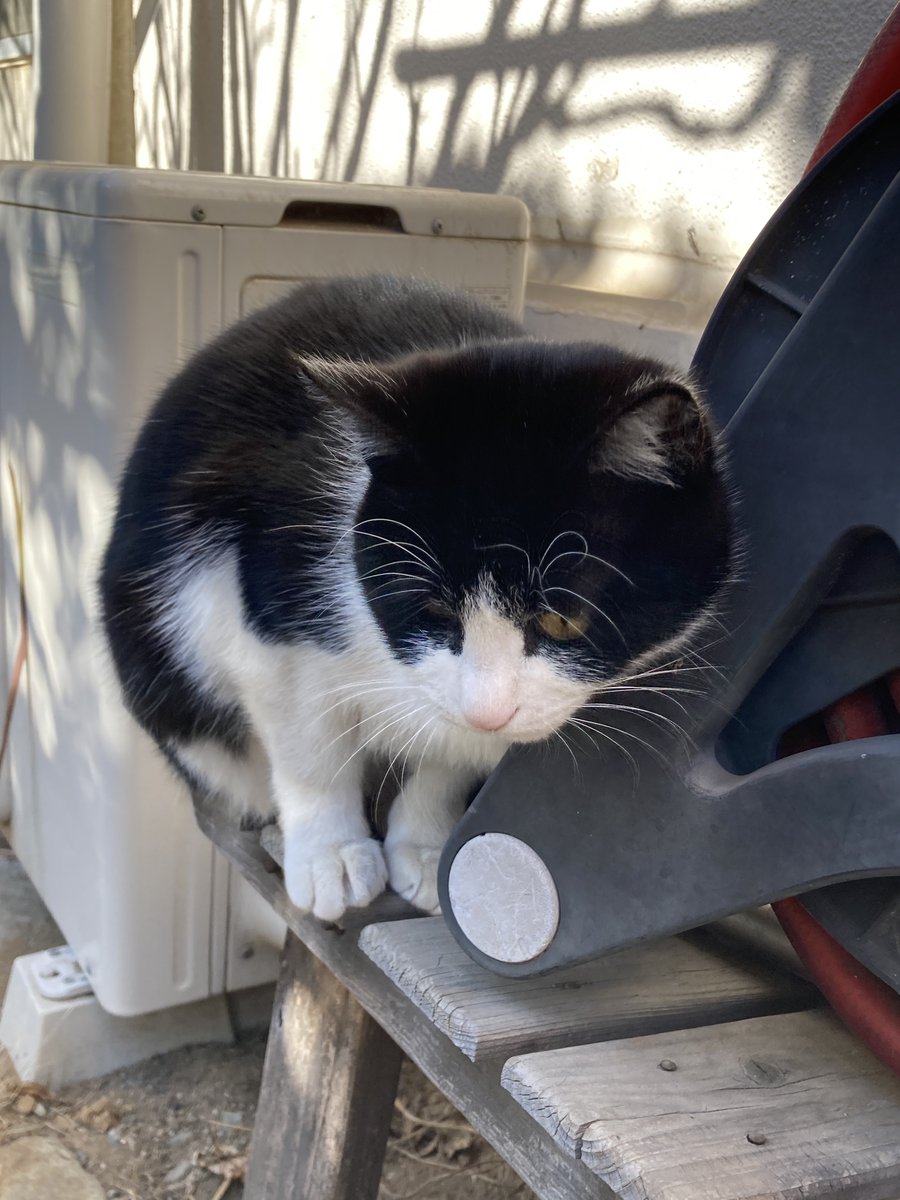 Post by あお on X: ネコチャン😸