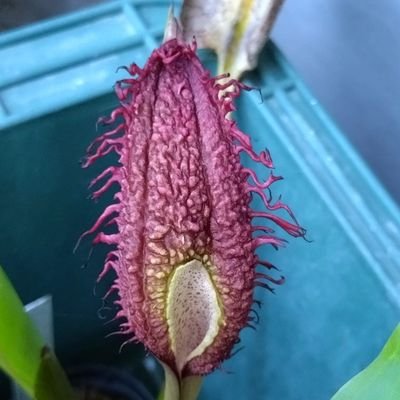 激レア] ワールドフィッシュ由来 エキノドルスホレマニーオレンジ り