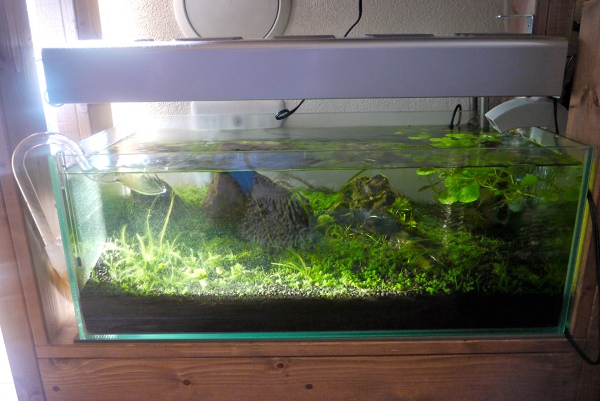 60cm水槽【Low】 その後 : UNNATURAL AQUARIUM