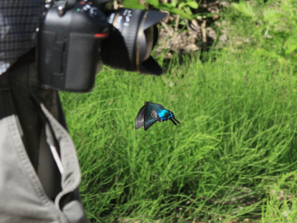 ミヤマカラスアゲハ 北海道産は夏も綺麗だ！！ 2013.7.11-13北海道10
