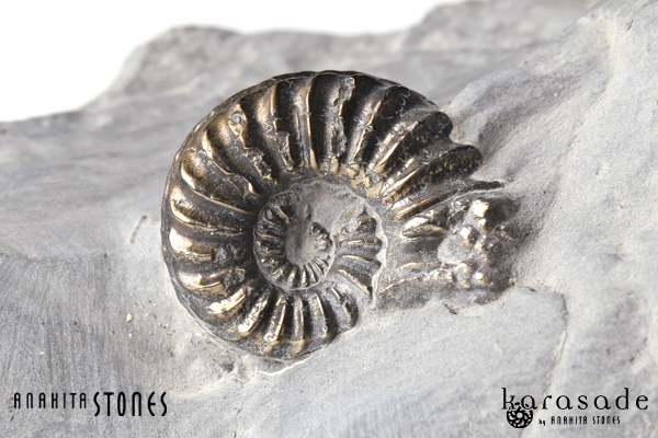 アンモナイトパイライト化石（ドイツ産） : 石の音