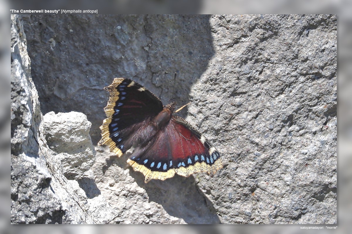 2025年産キベリタテハ11頭など 2025年産キベリタテハ11頭など