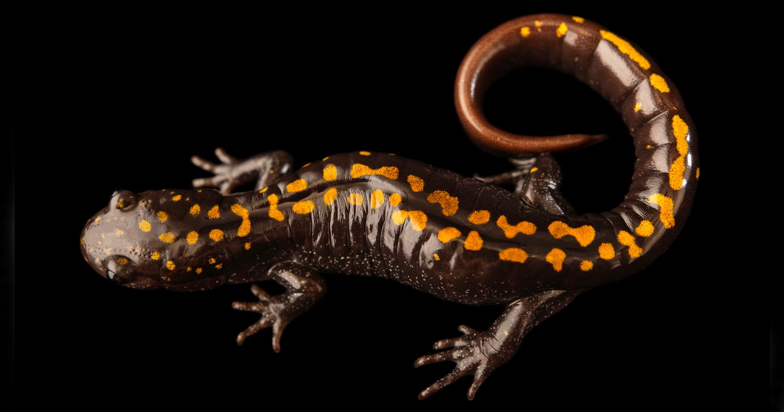 The 16,000th Animal in Epic Photo Project is a Santa Cruz