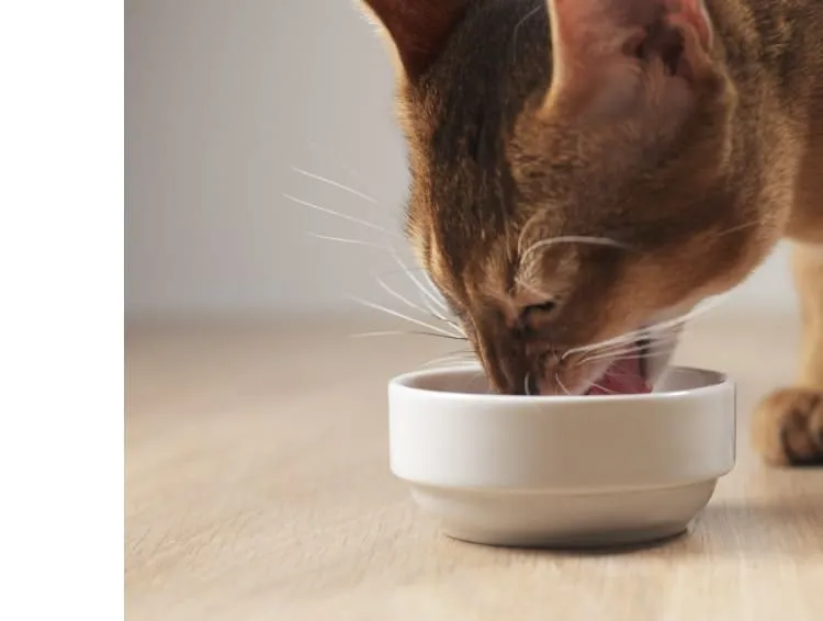 ロニーキャットフード チキン グレインフリー公式通販サイト