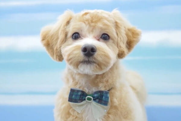 BANANAトリミングチョーカーオーダーページ BANANAトリミング