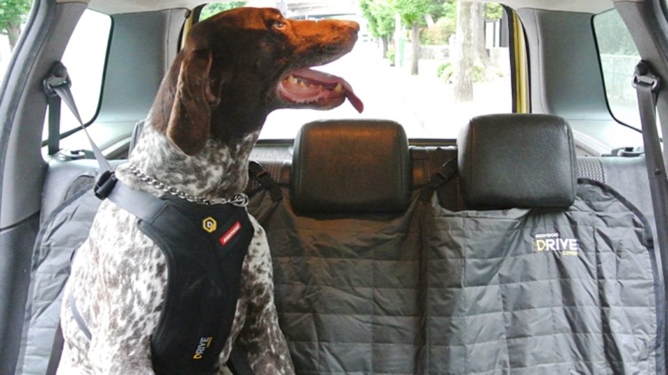 愛犬にEZYDOGドライブ ハーネスを試してみました！簡単装着で安全な