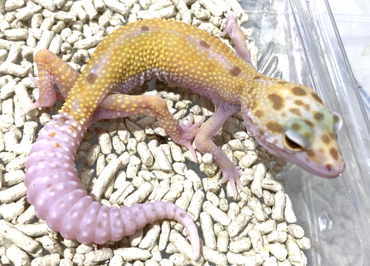 ヒョウモントカゲモドキ ブリザード♀ | ペットレーダー