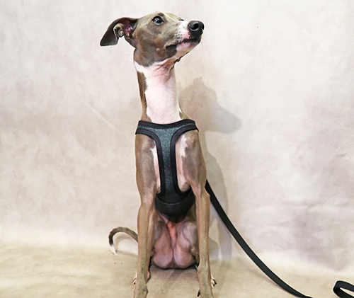 ピムリコハーネス（デニム） イタグレサイズ pim:liko（ピムリコ）