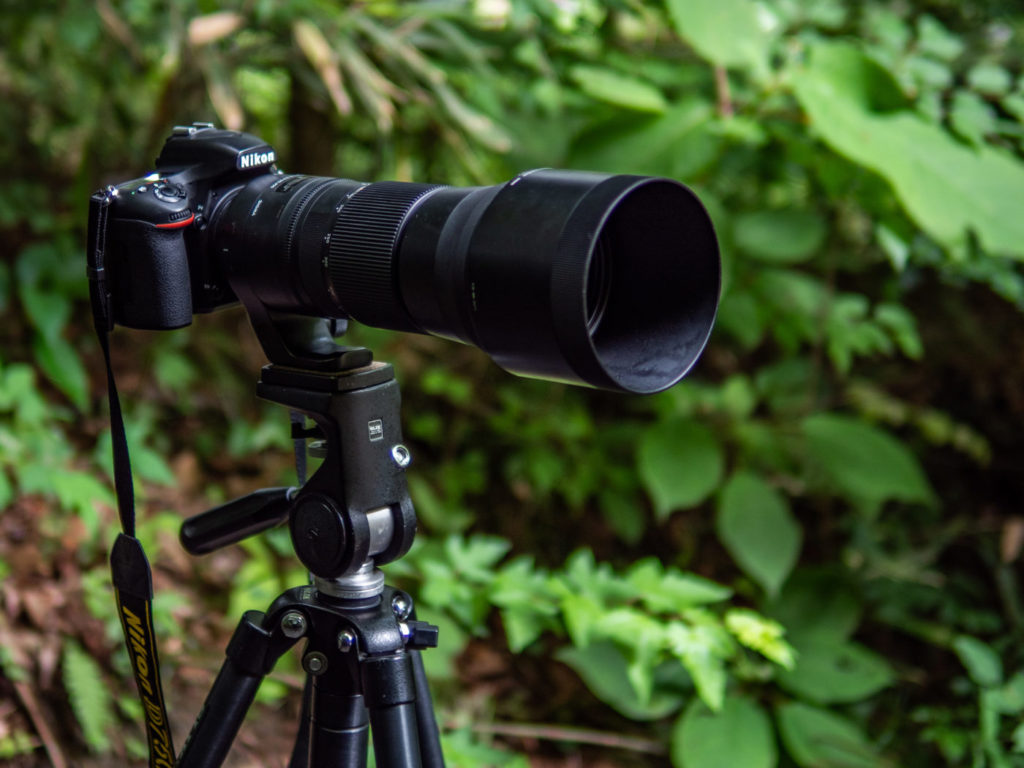 超望遠入門ズームレンズ！SIGMA 150-600mm Contemporary 実写レビュー