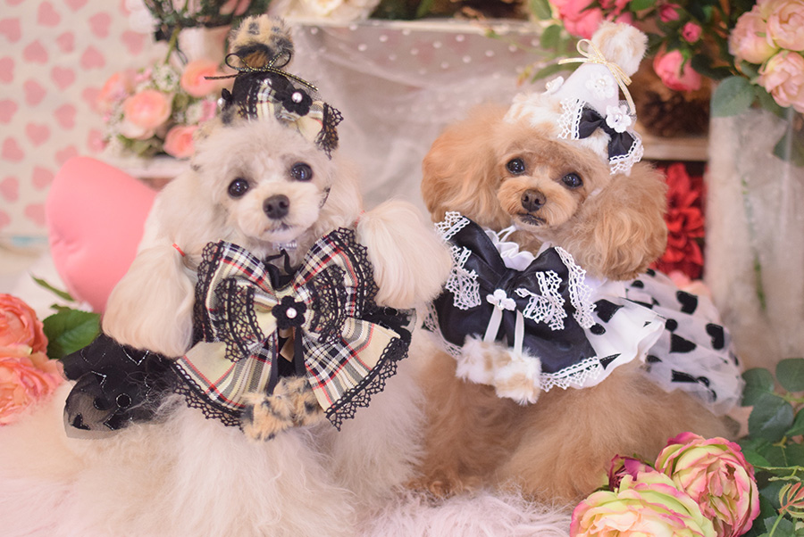 THE fancys | picone（ピコネ）