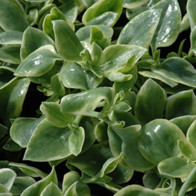 Mezoo Trailing Red Livingstone Daisy (Dorotheanthus bellidiformis