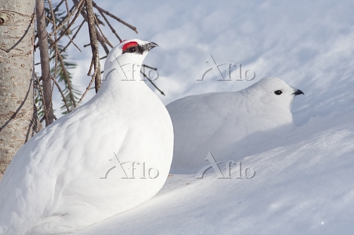 長野県 雷鳥のつがい [33873221]の写真素材 - アフロ