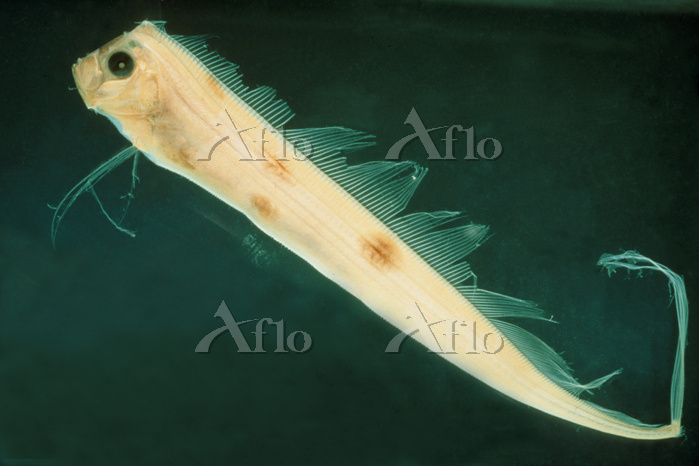 リュウグウノツカイ 深海魚 剥製 標本用