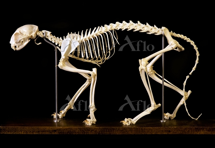 猫の骨格標本 [33725806]の写真素材 - アフロ
