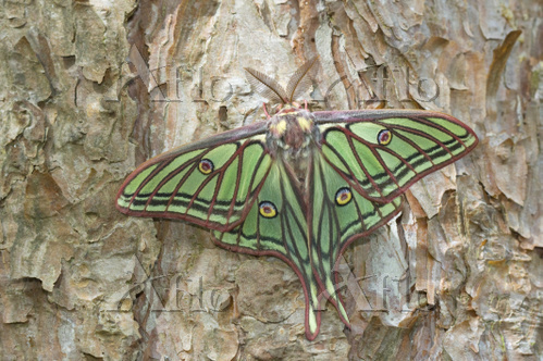 学名：Graellsia isabellae / Spanish Moon Moth (Graellsia isabellae