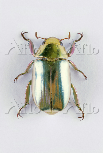 プラチナコガネの一種 [191347391]の写真素材 - アフロ