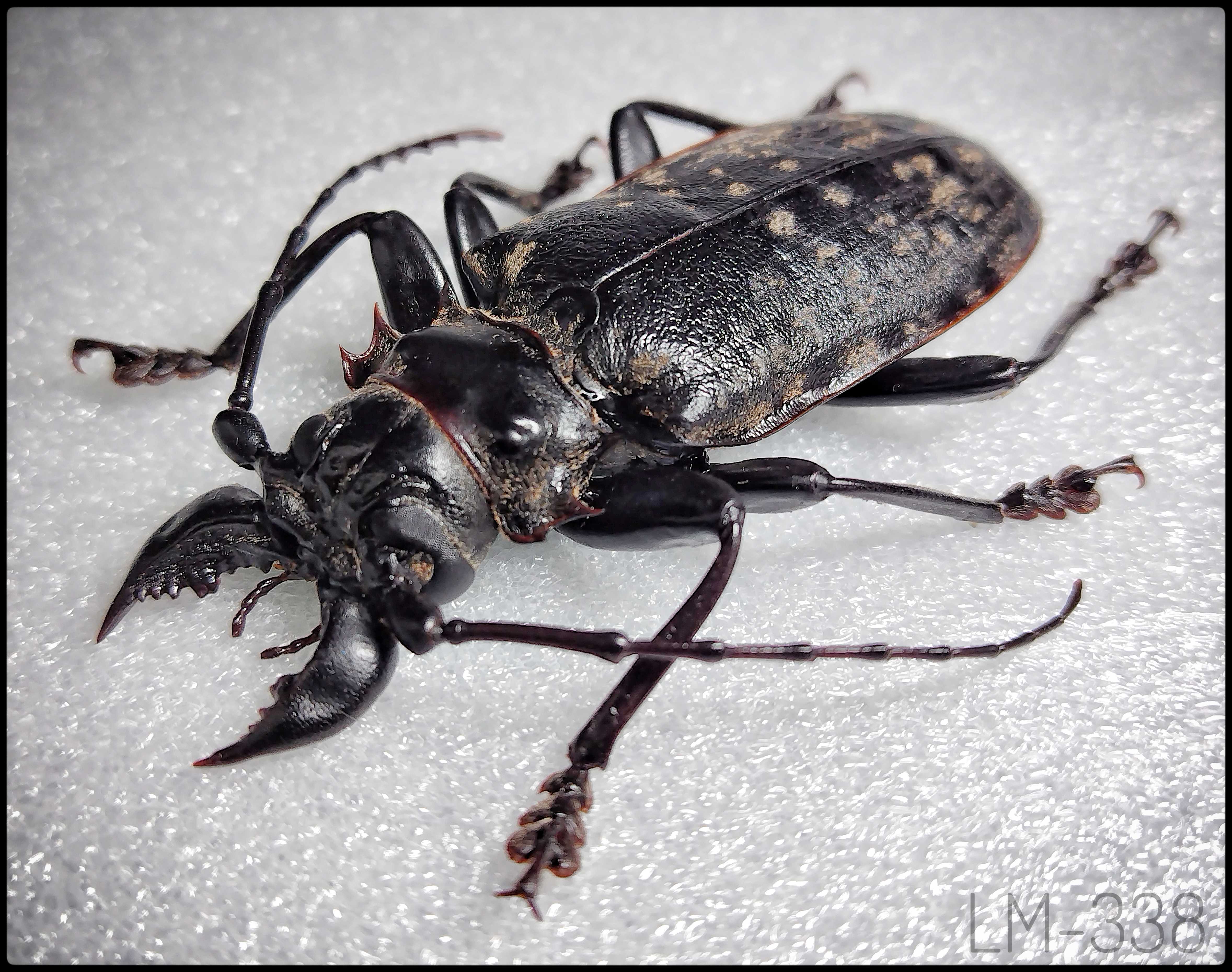 ペルー産 タイタンオオウスバカミキリ 116mm ペルー産 タイタンオオ