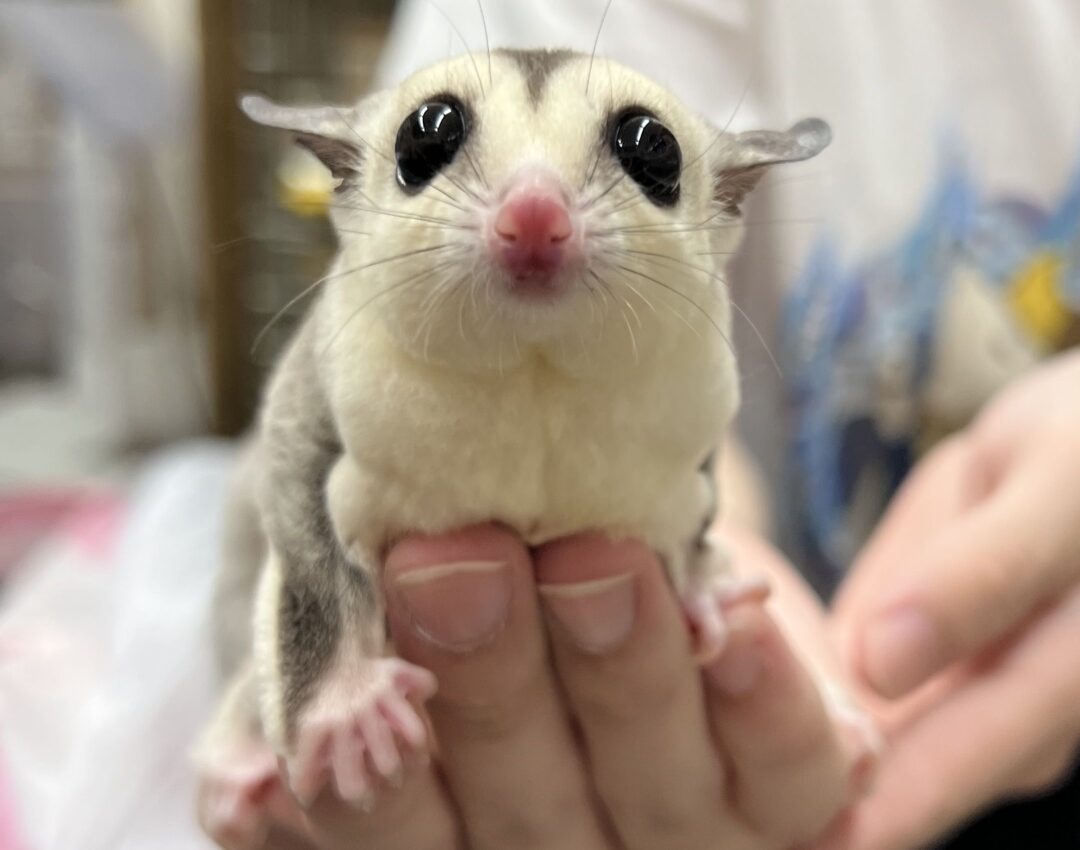 モモンガハウス(パンダVer.3ピンク)ボアベージュ 特大サイズ 【公式通販】