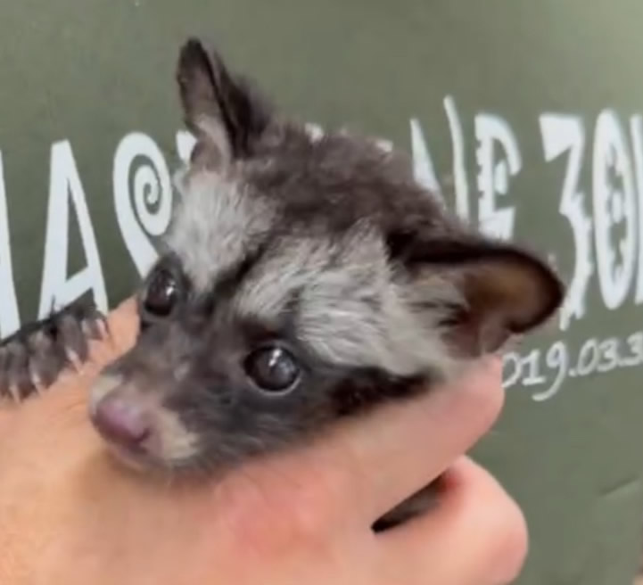 ジャコウネコ パームシベット（CBベビー） | ピュアアニマル