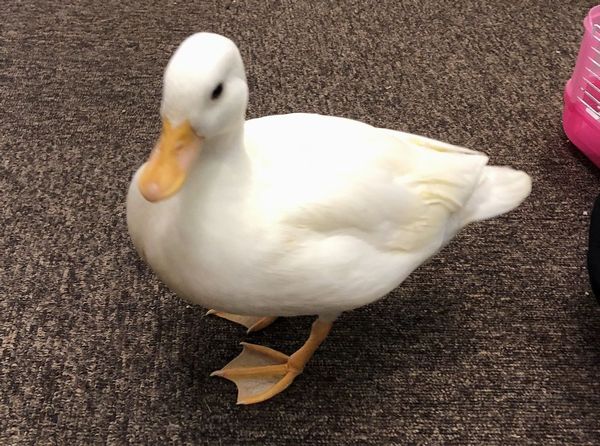 コールダック | ピュアアニマル