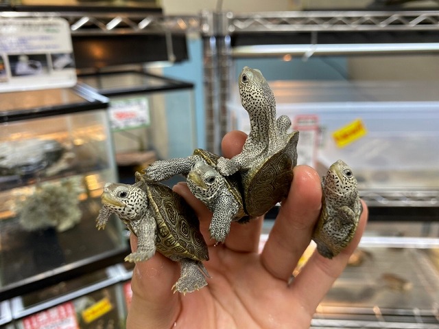 待望の！人気で！可愛い！亀さんたち！＠インター爬虫類 | 名古屋の