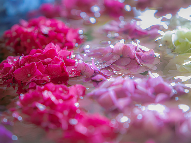 梅雨の時期はカメラを持ってあじさいの名所へ！ | refocus | 暮らしと