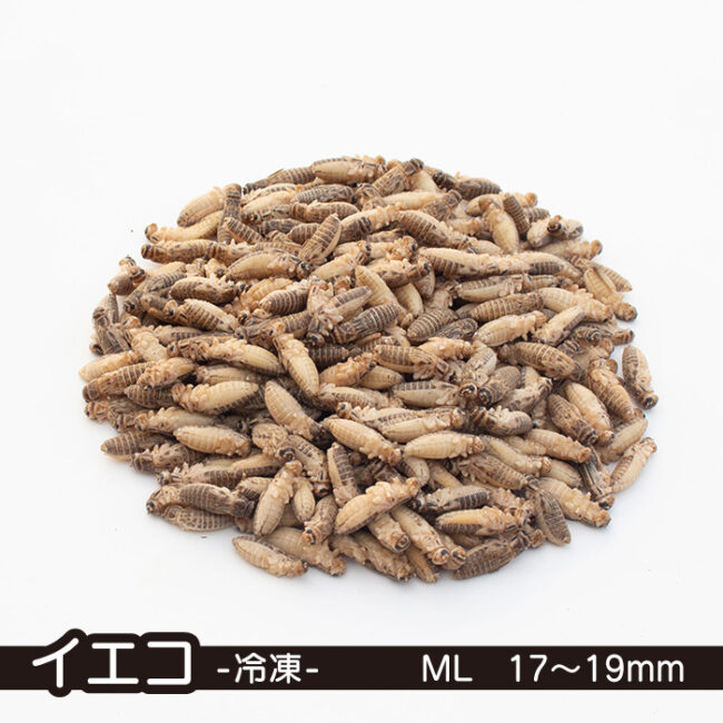 冷凍イエコML1kg+クロコML〜L300g Amazon | 冷凍コオロギ イエコ