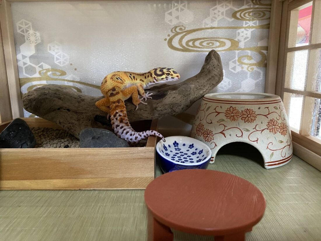 miyu♡様専用 爬虫類ゲージオーダーメイド 【公式通販】