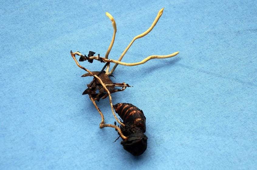 冬虫夏草 – 小林製薬 中央研究所