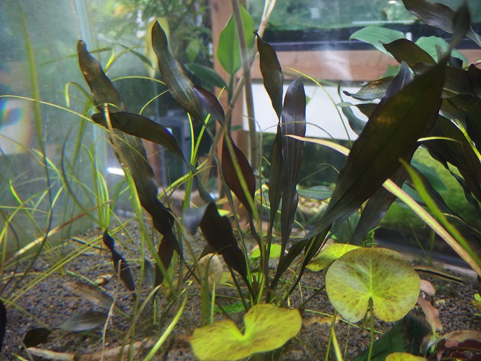 エキノドルス ホレマニー 'スーパーレッド' - “Roots” Stock Store