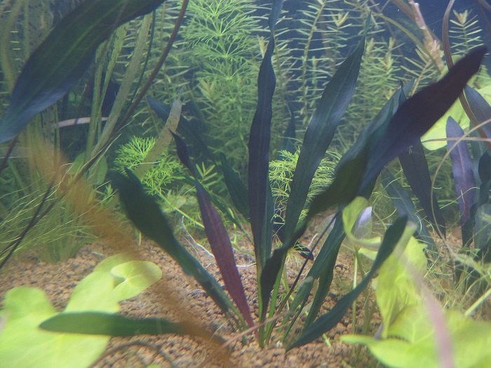 Y*o様 エキノドルス ホレマニー ブラッドレッド エキノドルス