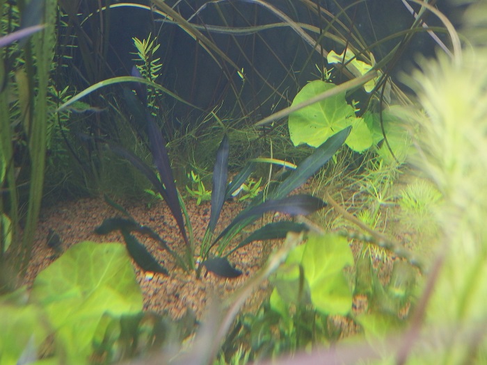 エキノドルス ホレマニー 'ブラッドレッド' - “Roots” Stock Store