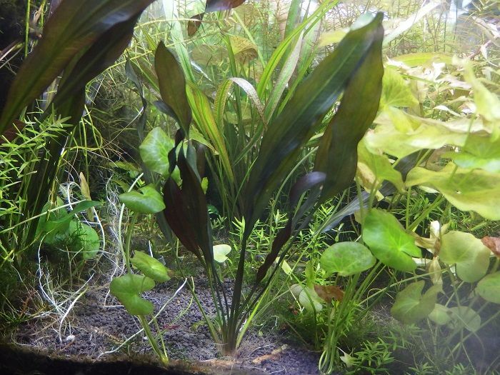 な*ー様 エキノドルス ホレマニー スーパーレッド ホレマニー スーパー