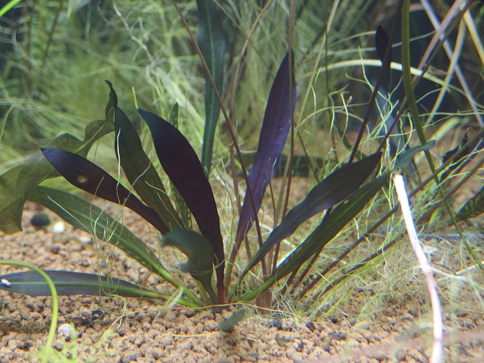 エキノドルス ホレマニー 'ブラッドレッド' - “Roots” Stock Store