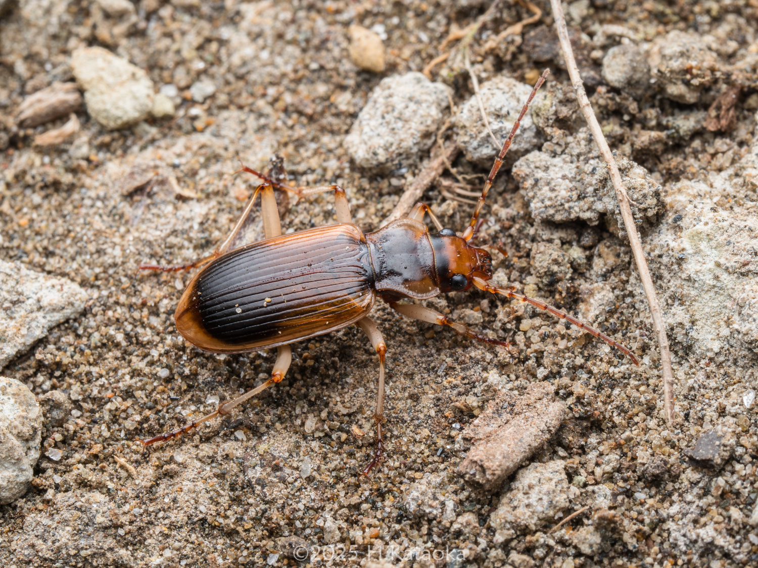 カワチマルクビゴミムシ