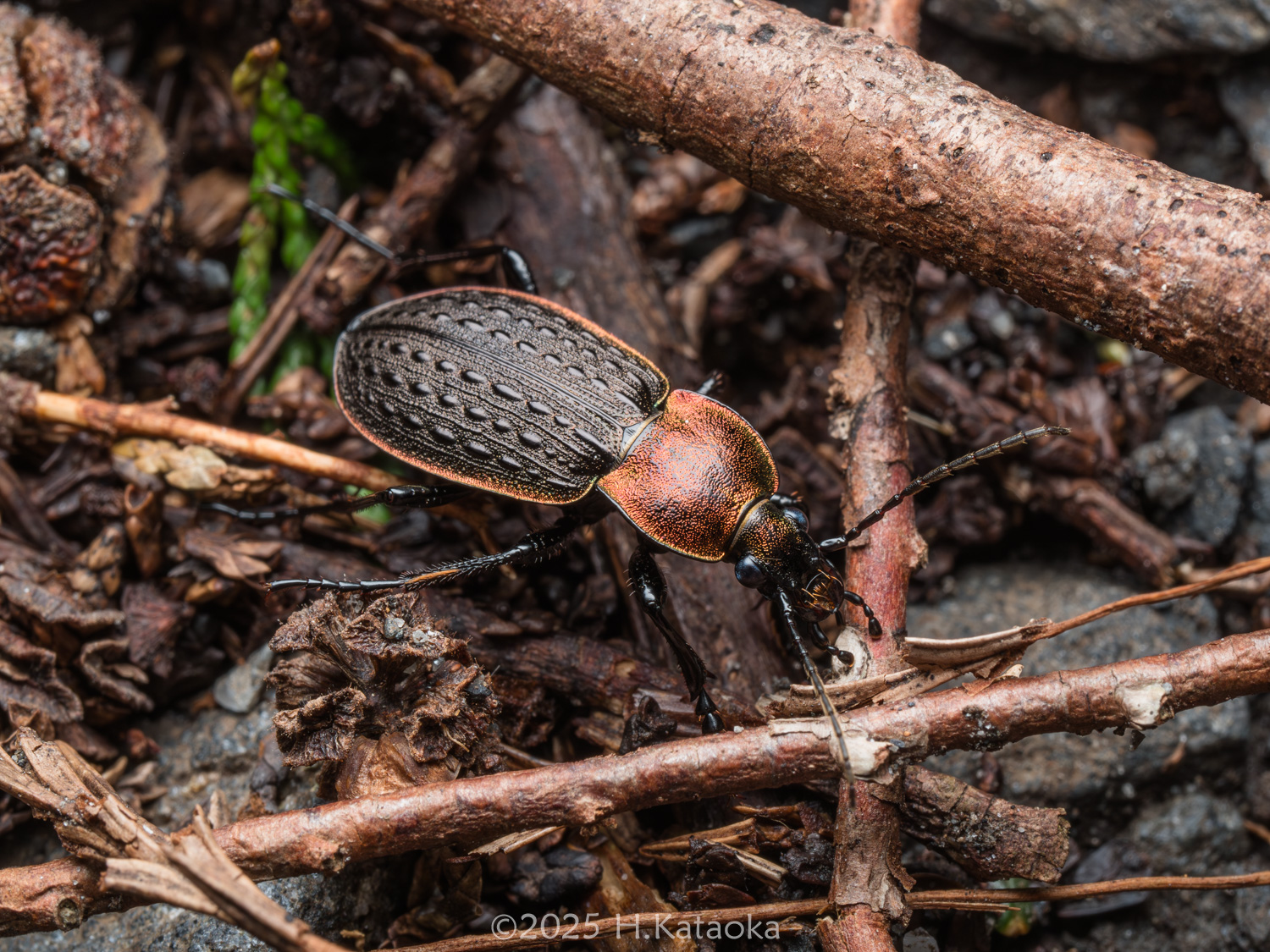 セアカオサムシ