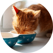 シニア用 - 手作りドッグフードのお店「ランフリー」-Runfree