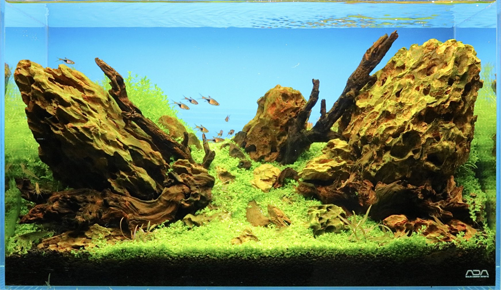 気孔石（黄虎石）を使った水槽レイアウト【Haqua room作