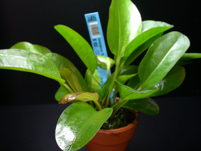 エキノドルス イザベラ ラタイ便【レヨンベールアクア】