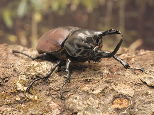 パプア産 サンボンヅノカブト 特大 78mm パプア産 サンボンヅノカブト