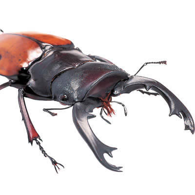 フェモラリスオニツヤクワガタ - カブトムシ・クワガタムシ - ペット