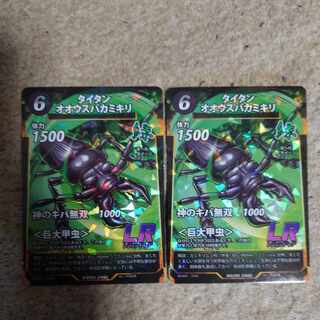 タイタンオオウスバカミキリ 標本 タイタンオオウスバカミキリ 標本