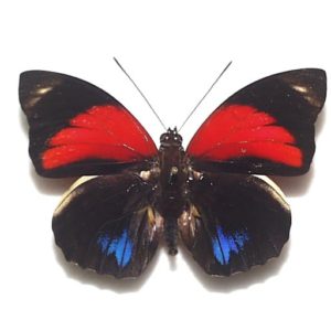 外国産蝶標本】アッコウスバ♂/四川省.舟山産/59mm