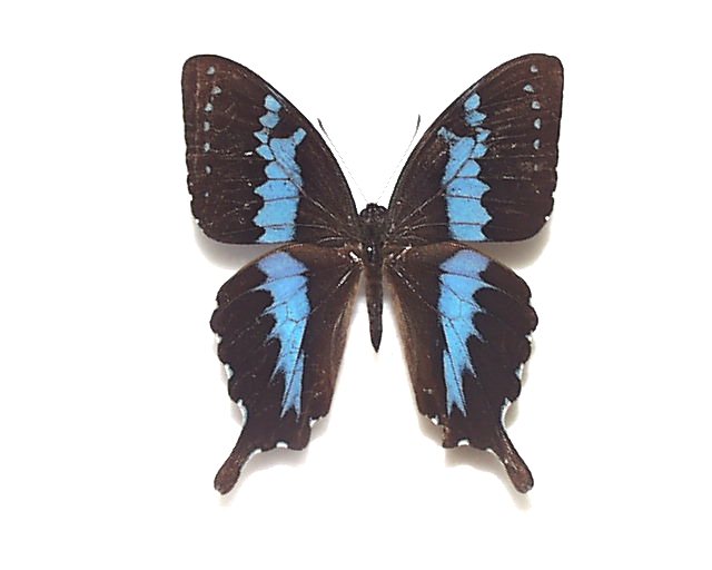 マダガスカルオナシアゲハ（1オス、マダガスカル産） 【公式通販】