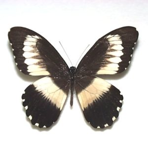 外国産蝶標本】アッコウスバ♂/四川省.舟山産/59mm