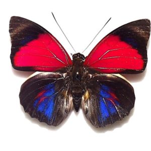 アグリアス | 三角紙