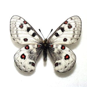 パルナシウス・アクデステス（チベット産、 オス） パルナシウス