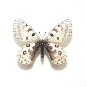 パルナシウス | 三角紙