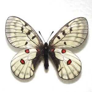 パルナシウス | 三角紙